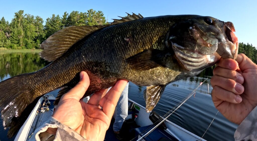Big Smallmouth Bass Boundary Waters